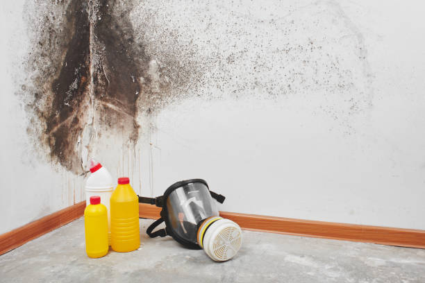 Best Mold Damage Repair  in Lytle, TX