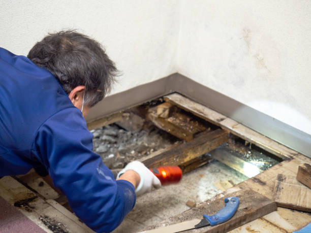 Home Mold Removal in Lytle, TX