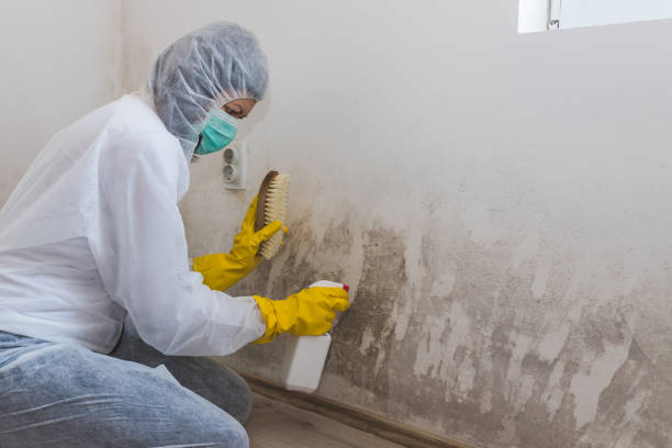 Attic Mold Removal in Lytle, TX