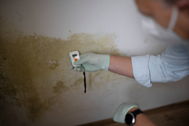 Best Attic Mold Removal  in Lytle, TX