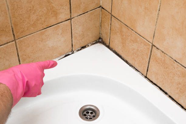 Best Office Mold Removal Services  in Lytle, TX